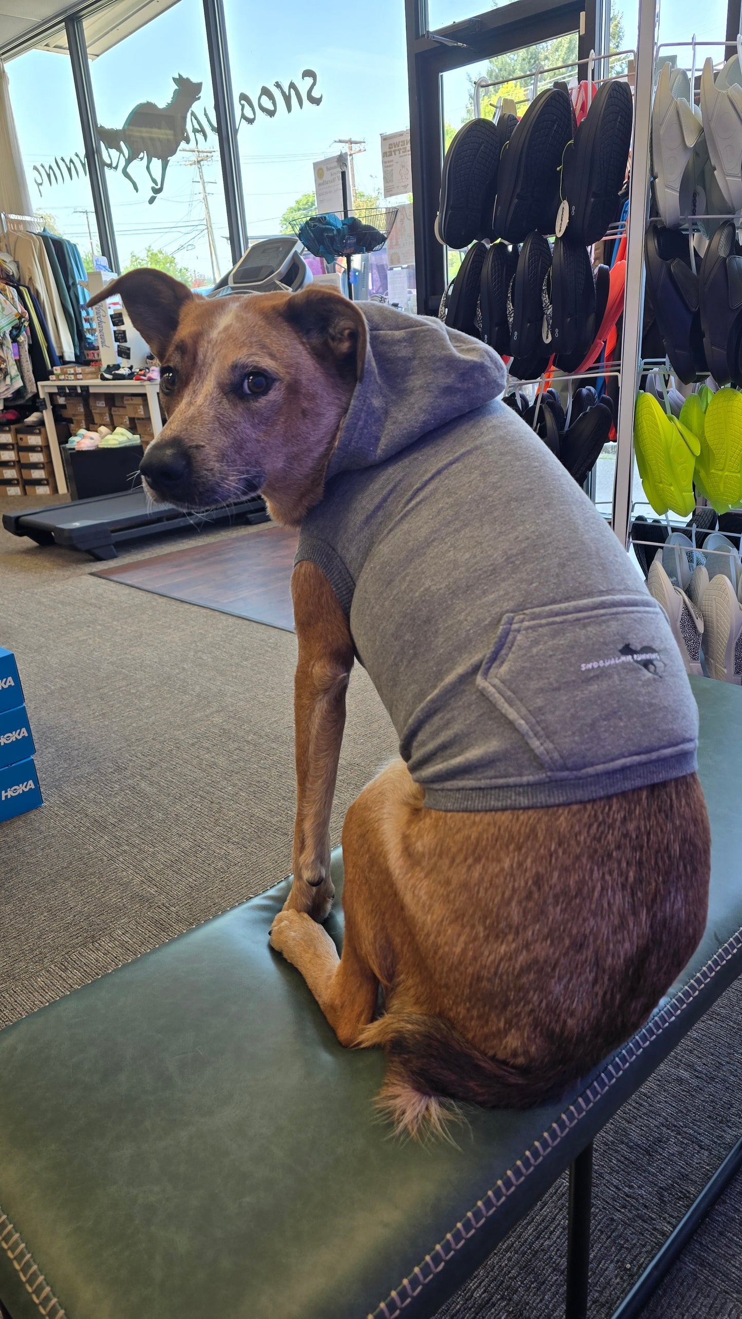 Snoqualmie Running Dog Hoodies