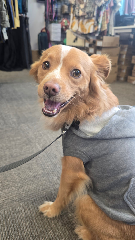 Snoqualmie Running Dog Hoodies