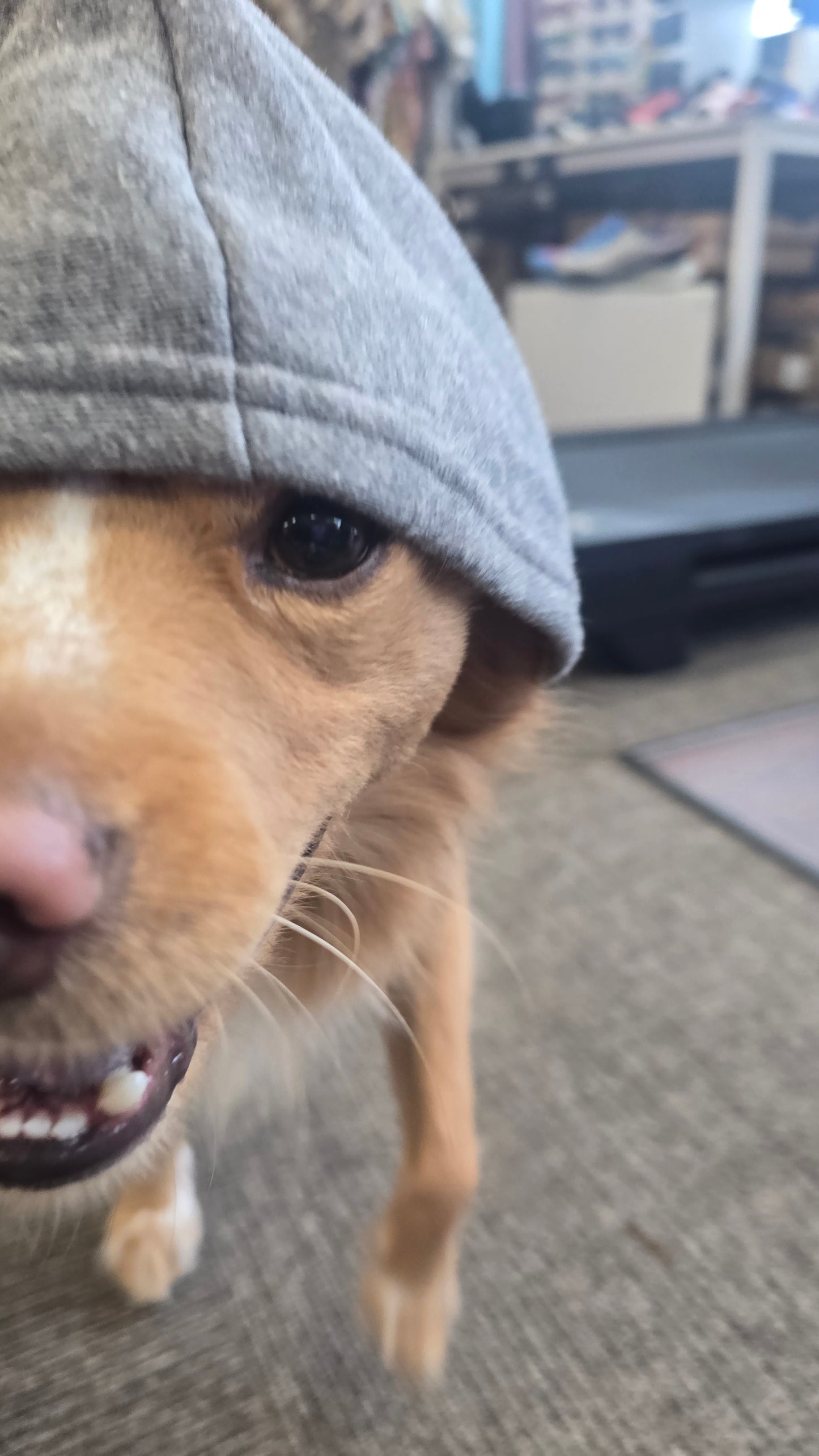 Snoqualmie Running Dog Hoodies